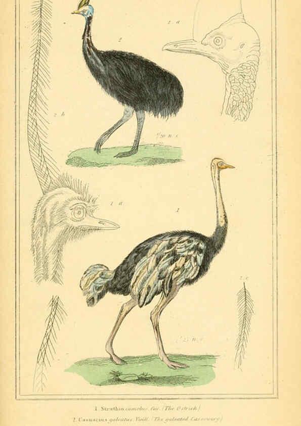 Reproducción/Reproduction 6025645027: The animal kingdom, arranged according to its organization, serving as a foundation for the natural history of animals. v.1 plates. London :G. Henderson,1834-1837
