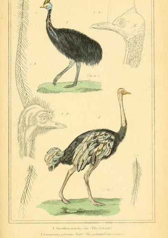 Reproducción/Reproduction 6025645027: The animal kingdom, arranged according to its organization, serving as a foundation for the natural history of animals. v.1 plates. London :G. Henderson,1834-1837