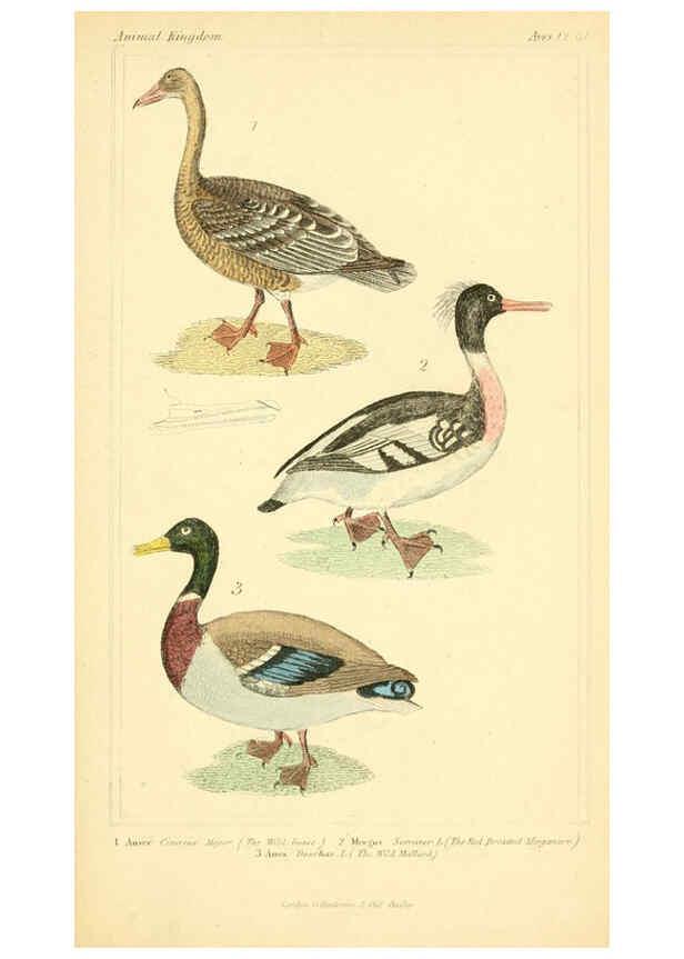 Reproducción/Reproduction 6025644517: The animal kingdom, arranged according to its organization, serving as a foundation for the natural history of animals. v.1 plates. London :G. Henderson,1834-1837
