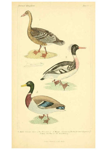 Reproducción/Reproduction 6025644517: The animal kingdom, arranged according to its organization, serving as a foundation for the natural history of animals. v.1 plates. London :G. Henderson,1834-1837