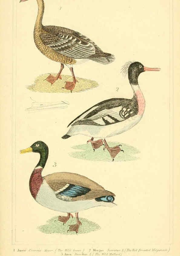 Reproducción/Reproduction 6025644517: The animal kingdom, arranged according to its organization, serving as a foundation for the natural history of animals. v.1 plates. London :G. Henderson,1834-1837