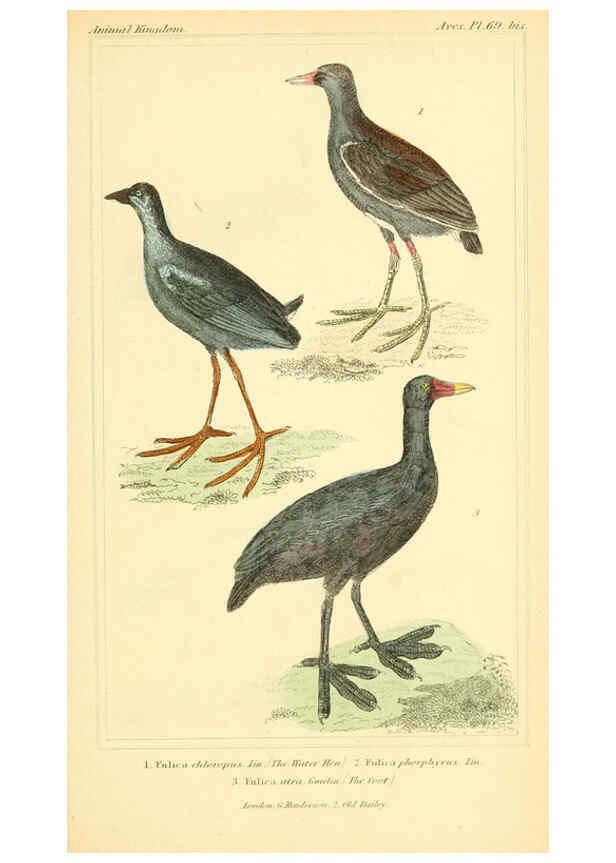 Reproducción/Reproduction 6026194970: The animal kingdom, arranged according to its organization, serving as a foundation for the natural history of animals. v.1 plates. London :G. Henderson,1834-1837
