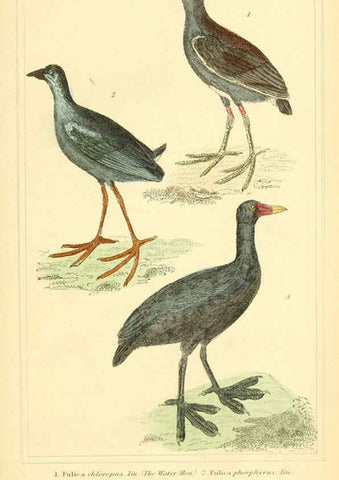 Reproducción/Reproduction 6026194970: The animal kingdom, arranged according to its organization, serving as a foundation for the natural history of animals. v.1 plates. London :G. Henderson,1834-1837