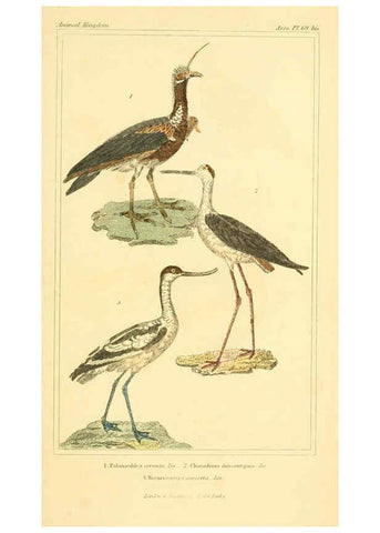Reproducción/Reproduction 6025639329: The animal kingdom, arranged according to its organization, serving as a foundation for the natural history of animals. v.1 plates. London :G. Henderson,1834-1837