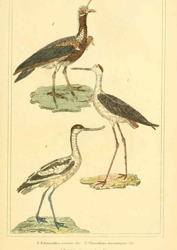 Reproducción/Reproduction 6025639329: The animal kingdom, arranged according to its organization, serving as a foundation for the natural history of animals. v.1 plates. London :G. Henderson,1834-1837