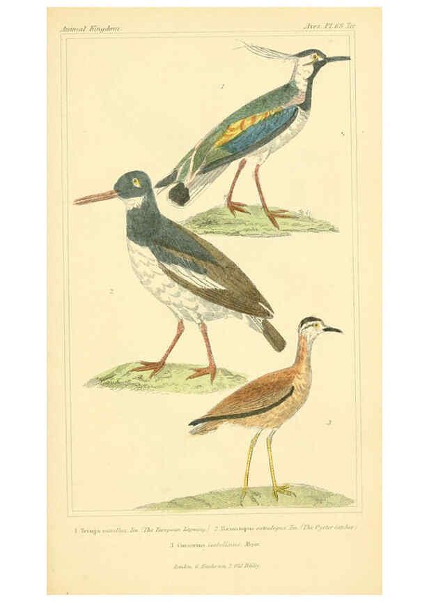 Reproducción/Reproduction 6025639607: The animal kingdom, arranged according to its organization, serving as a foundation for the natural history of animals. v.1 plates. London :G. Henderson,1834-1837