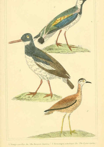 Reproducción/Reproduction 6025639607: The animal kingdom, arranged according to its organization, serving as a foundation for the natural history of animals. v.1 plates. London :G. Henderson,1834-1837