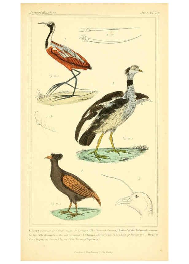 Reproducción/Reproduction 6025639949: The animal kingdom, arranged according to its organization, serving as a foundation for the natural history of animals. v.1 plates. London :G. Henderson,1834-1837