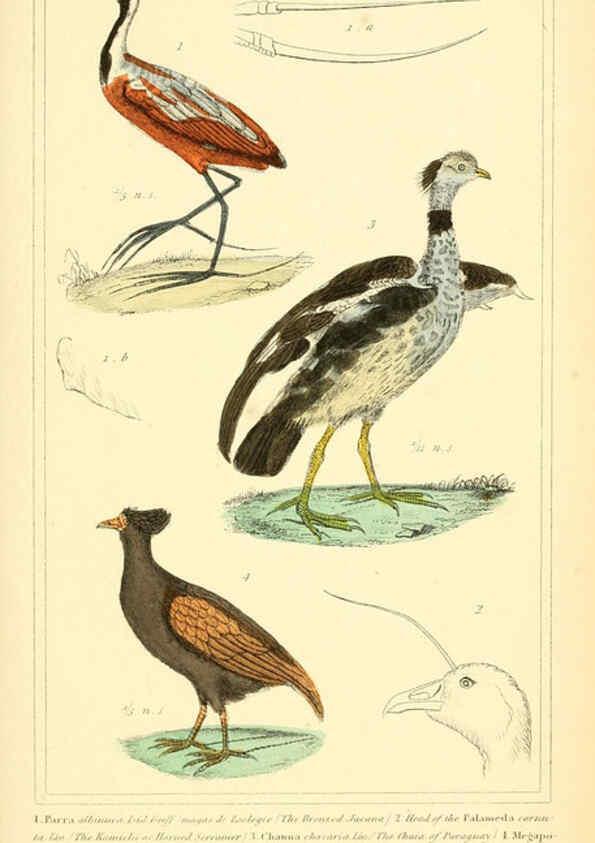 Reproducción/Reproduction 6025639949: The animal kingdom, arranged according to its organization, serving as a foundation for the natural history of animals. v.1 plates. London :G. Henderson,1834-1837
