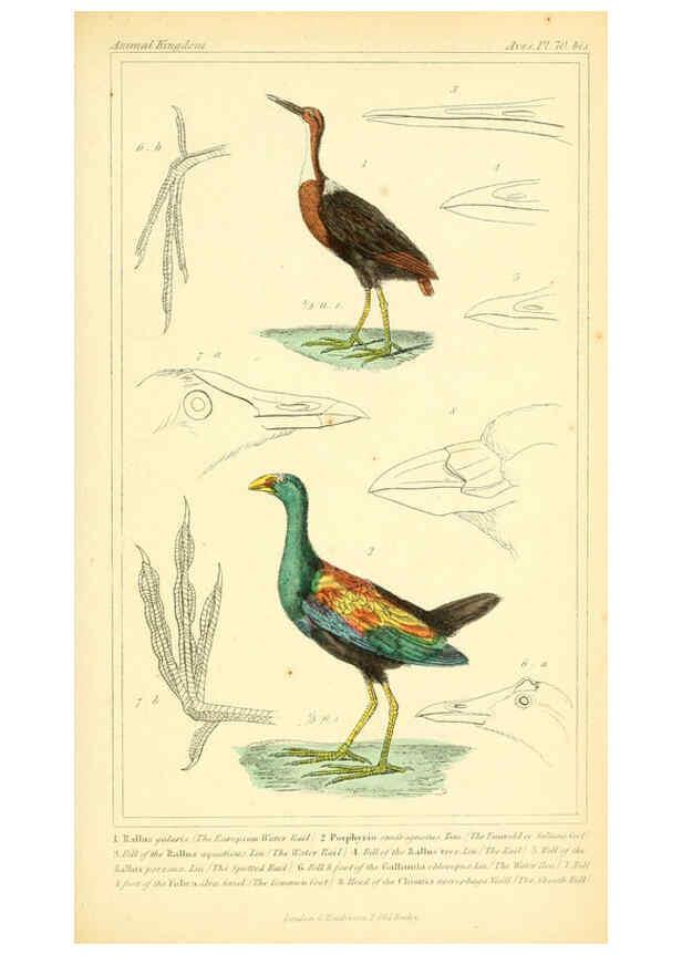 Reproducción/Reproduction 6025640227: The animal kingdom, arranged according to its organization, serving as a foundation for the natural history of animals. v.1 plates. London :G. Henderson,1834-1837