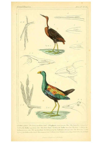 Reproducción/Reproduction 6025640227: The animal kingdom, arranged according to its organization, serving as a foundation for the natural history of animals. v.1 plates. London :G. Henderson,1834-1837