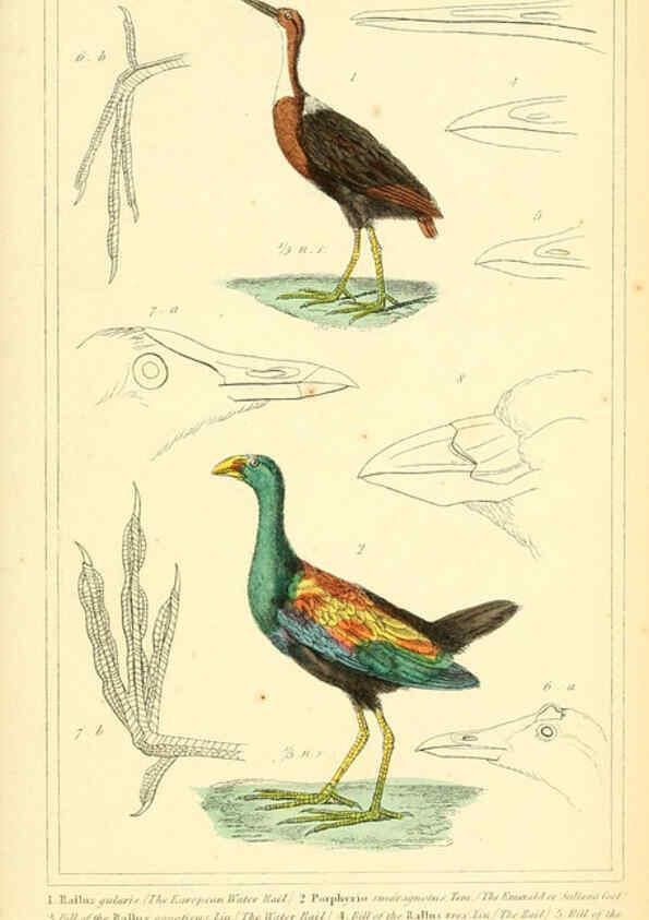 Reproducción/Reproduction 6025640227: The animal kingdom, arranged according to its organization, serving as a foundation for the natural history of animals. v.1 plates. London :G. Henderson,1834-1837