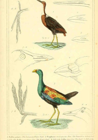 Reproducción/Reproduction 6025640227: The animal kingdom, arranged according to its organization, serving as a foundation for the natural history of animals. v.1 plates. London :G. Henderson,1834-1837