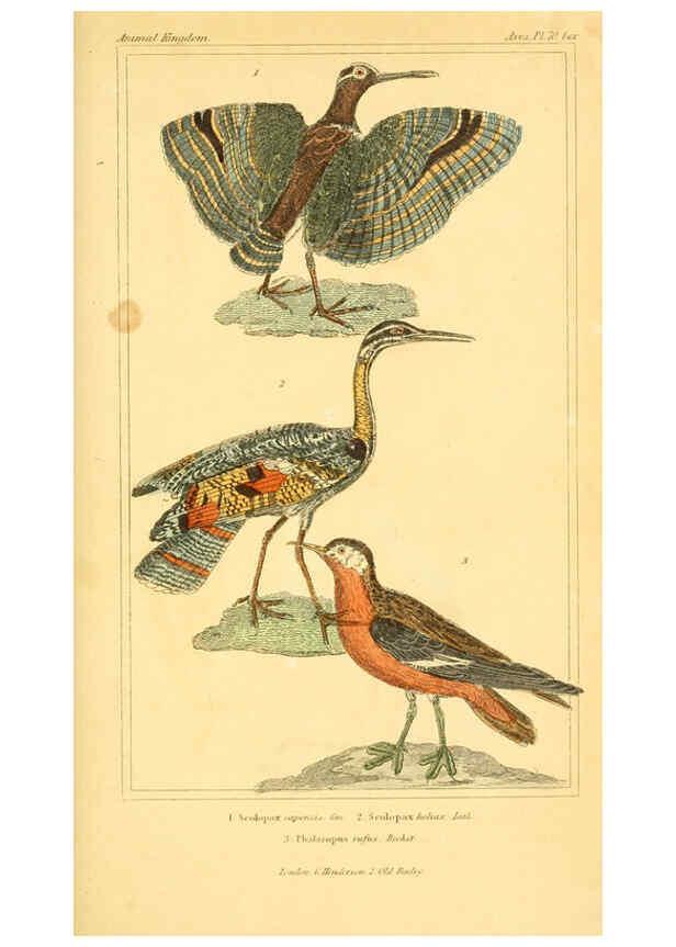Reproducción/Reproduction 6026196552: The animal kingdom, arranged according to its organization, serving as a foundation for the natural history of animals. v.1 plates. London :G. Henderson,1834-1837