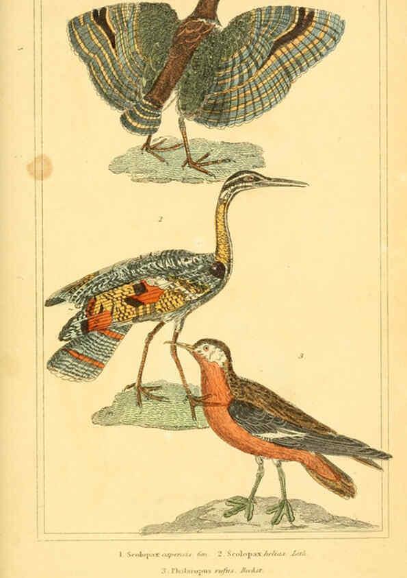 Reproducción/Reproduction 6026196552: The animal kingdom, arranged according to its organization, serving as a foundation for the natural history of animals. v.1 plates. London :G. Henderson,1834-1837