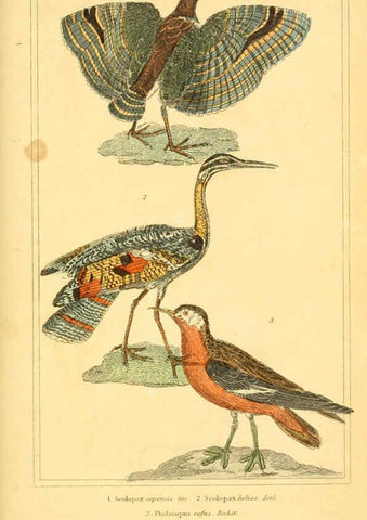 Reproducción/Reproduction 6026196552: The animal kingdom, arranged according to its organization, serving as a foundation for the natural history of animals. v.1 plates. London :G. Henderson,1834-1837