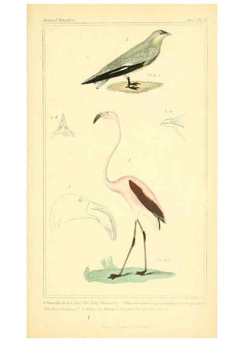Reproducción/Reproduction 6025640853: The animal kingdom, arranged according to its organization, serving as a foundation for the natural history of animals. v.1 plates. London :G. Henderson,1834-1837