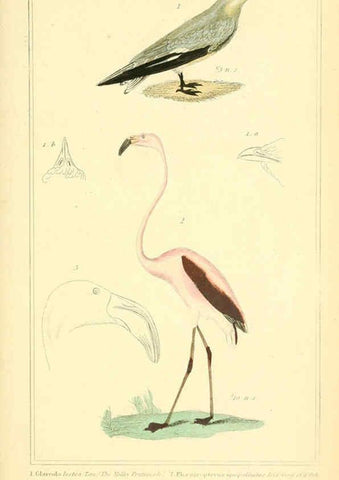Reproducción/Reproduction 6025640853: The animal kingdom, arranged according to its organization, serving as a foundation for the natural history of animals. v.1 plates. London :G. Henderson,1834-1837