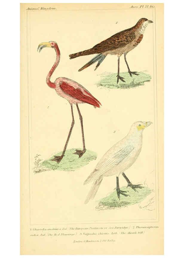 Reproducción/Reproduction 6026197146: The animal kingdom, arranged according to its organization, serving as a foundation for the natural history of animals. v.1 plates. London :G. Henderson,1834-1837