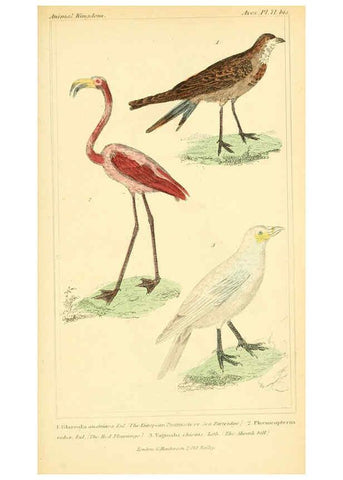 Reproducción/Reproduction 6026197146: The animal kingdom, arranged according to its organization, serving as a foundation for the natural history of animals. v.1 plates. London :G. Henderson,1834-1837