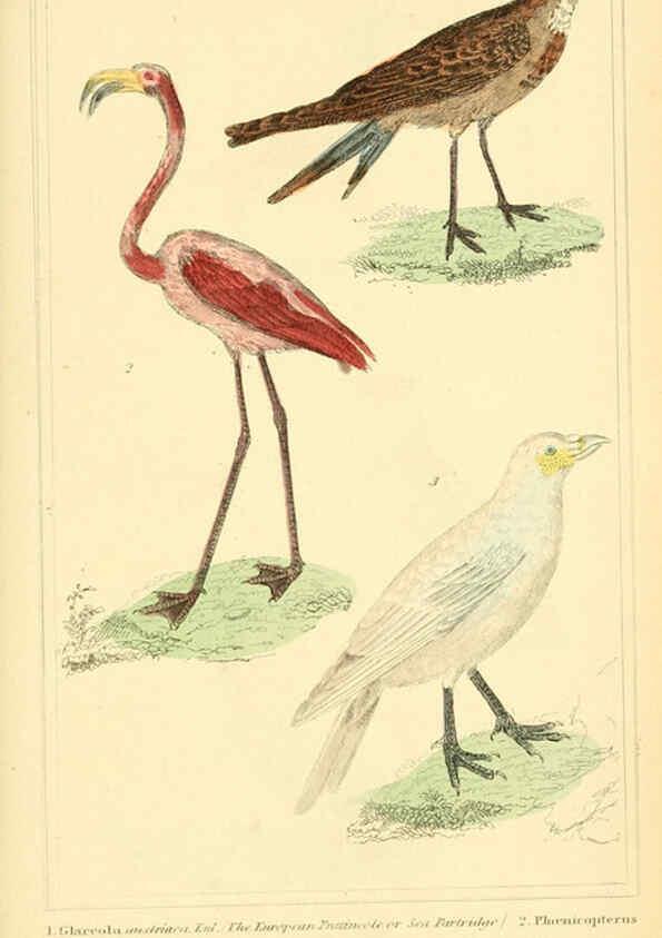 Reproducción/Reproduction 6026197146: The animal kingdom, arranged according to its organization, serving as a foundation for the natural history of animals. v.1 plates. London :G. Henderson,1834-1837