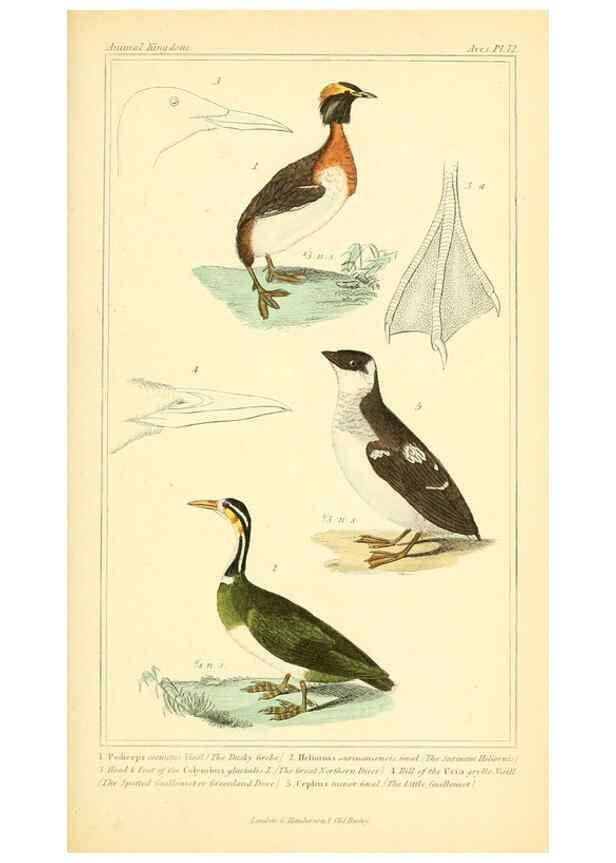 Reproducción/Reproduction 6025641293: The animal kingdom, arranged according to its organization, serving as a foundation for the natural history of animals. v.1 plates. London :G. Henderson,1834-1837