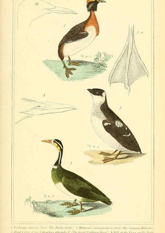 Reproducción/Reproduction 6025641293: The animal kingdom, arranged according to its organization, serving as a foundation for the natural history of animals. v.1 plates. London :G. Henderson,1834-1837