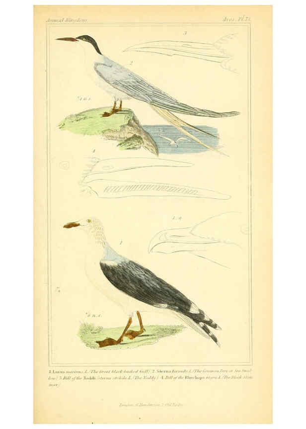 Reproducción/Reproduction 6025641669: The animal kingdom, arranged according to its organization, serving as a foundation for the natural history of animals. v.1 plates. London :G. Henderson,1834-1837