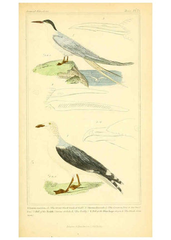Reproducción/Reproduction 6025641669: The animal kingdom, arranged according to its organization, serving as a foundation for the natural history of animals. v.1 plates. London :G. Henderson,1834-1837