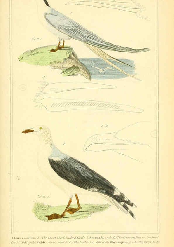 Reproducción/Reproduction 6025641669: The animal kingdom, arranged according to its organization, serving as a foundation for the natural history of animals. v.1 plates. London :G. Henderson,1834-1837