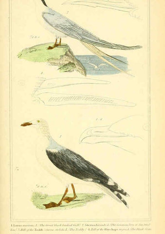 Reproducción/Reproduction 6025641669: The animal kingdom, arranged according to its organization, serving as a foundation for the natural history of animals. v.1 plates. London :G. Henderson,1834-1837