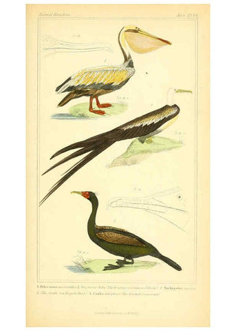 Reproducción/Reproduction 6025641935: The animal kingdom, arranged according to its organization, serving as a foundation for the natural history of animals. v.1 plates. London :G. Henderson,1834-1837