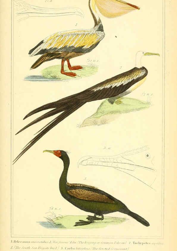 Reproducción/Reproduction 6025641935: The animal kingdom, arranged according to its organization, serving as a foundation for the natural history of animals. v.1 plates. London :G. Henderson,1834-1837