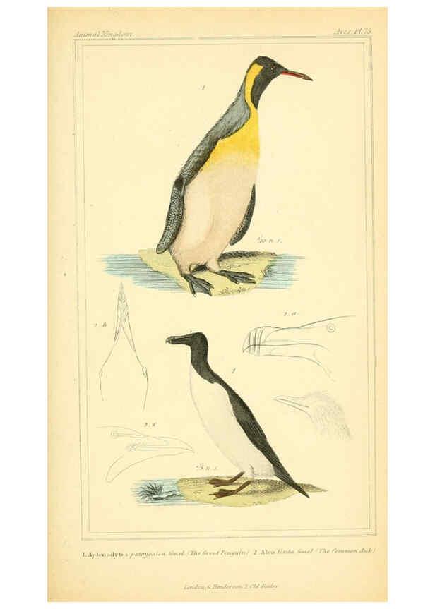 Reproducción/Reproduction 6025642251: The animal kingdom, arranged according to its organization, serving as a foundation for the natural history of animals. v.1 plates. London :G. Henderson,1834-1837