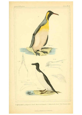 Reproducción/Reproduction 6025642251: The animal kingdom, arranged according to its organization, serving as a foundation for the natural history of animals. v.1 plates. London :G. Henderson,1834-1837