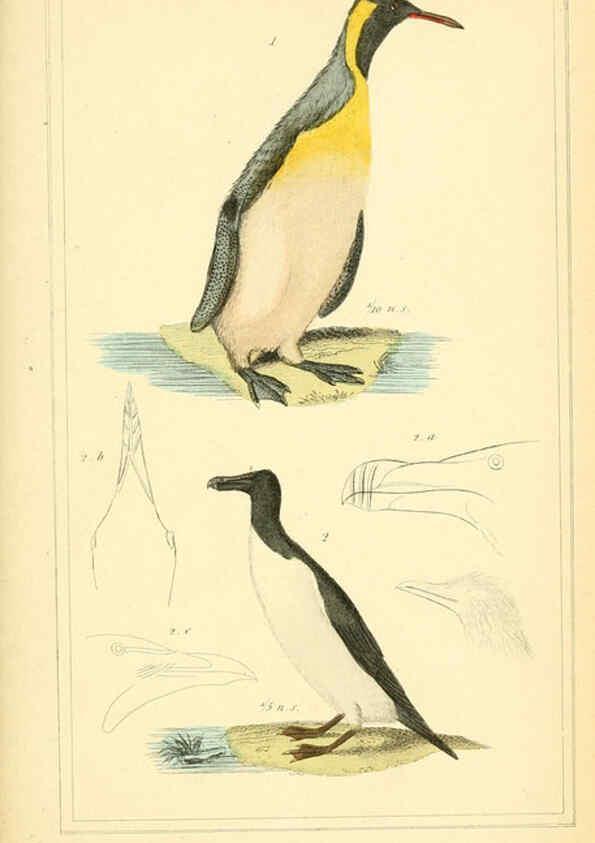 Reproducción/Reproduction 6025642251: The animal kingdom, arranged according to its organization, serving as a foundation for the natural history of animals. v.1 plates. London :G. Henderson,1834-1837