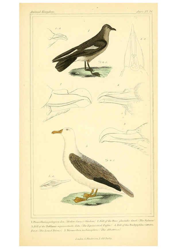 Reproducción/Reproduction 6026198590: The animal kingdom, arranged according to its organization, serving as a foundation for the natural history of animals. v.1 plates. London :G. Henderson,1834-1837