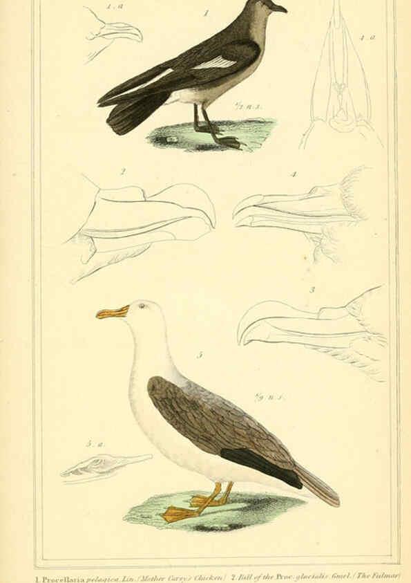 Reproducción/Reproduction 6026198590: The animal kingdom, arranged according to its organization, serving as a foundation for the natural history of animals. v.1 plates. London :G. Henderson,1834-1837