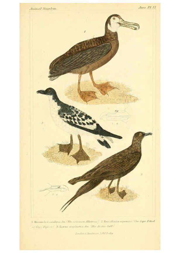 Reproducción/Reproduction 6026198916: The animal kingdom, arranged according to its organization, serving as a foundation for the natural history of animals. v.1 plates. London :G. Henderson,1834-1837