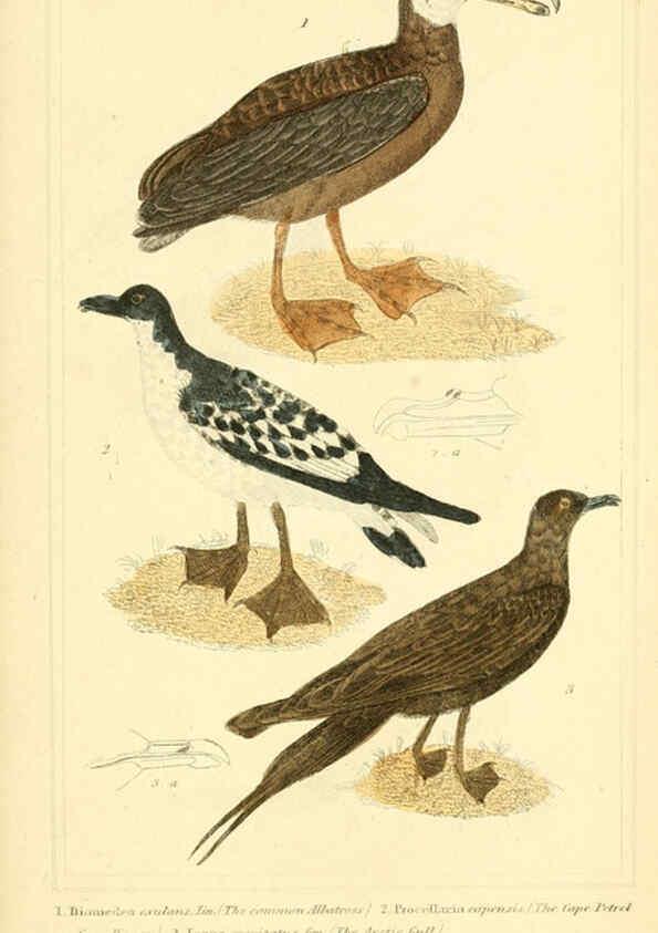 Reproducción/Reproduction 6026198916: The animal kingdom, arranged according to its organization, serving as a foundation for the natural history of animals. v.1 plates. London :G. Henderson,1834-1837