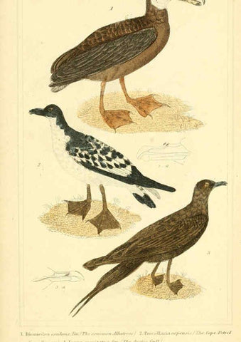 Reproducción/Reproduction 6026198916: The animal kingdom, arranged according to its organization, serving as a foundation for the natural history of animals. v.1 plates. London :G. Henderson,1834-1837