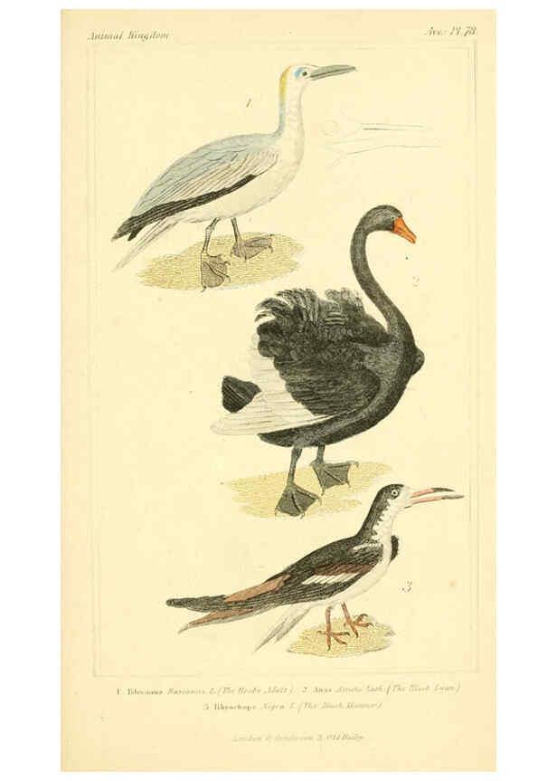 Reproducción/Reproduction 6026199410: The animal kingdom, arranged according to its organization, serving as a foundation for the natural history of animals. v.1 plates. London :G. Henderson,1834-1837