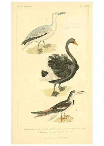 Reproducción/Reproduction 6026199410: The animal kingdom, arranged according to its organization, serving as a foundation for the natural history of animals. v.1 plates. London :G. Henderson,1834-1837