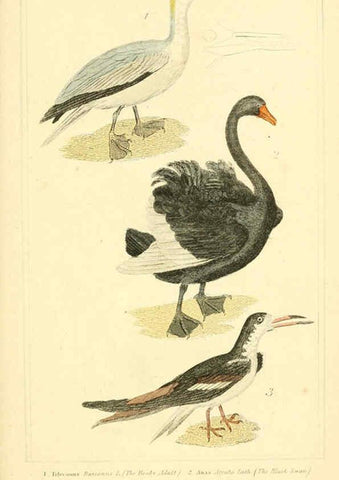 Reproducción/Reproduction 6026199410: The animal kingdom, arranged according to its organization, serving as a foundation for the natural history of animals. v.1 plates. London :G. Henderson,1834-1837