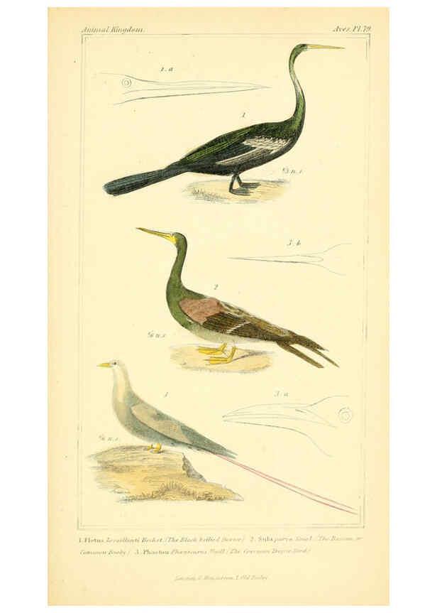 Reproducción/Reproduction 6026199808: The animal kingdom, arranged according to its organization, serving as a foundation for the natural history of animals. v.1 plates. London :G. Henderson,1834-1837