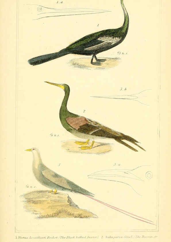 Reproducción/Reproduction 6026199808: The animal kingdom, arranged according to its organization, serving as a foundation for the natural history of animals. v.1 plates. London :G. Henderson,1834-1837