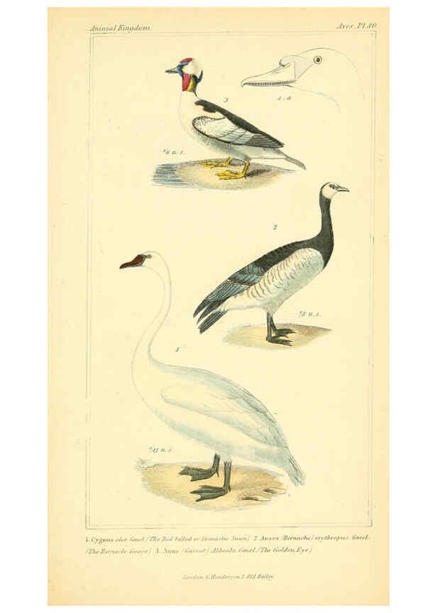 Reproducción/Reproduction 6025644205: The animal kingdom, arranged according to its organization, serving as a foundation for the natural history of animals. v.1 plates. London :G. Henderson,1834-1837