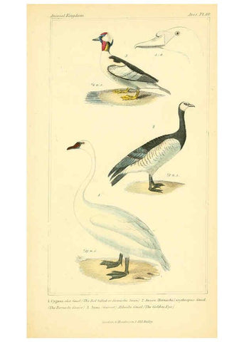 Reproducción/Reproduction 6025644205: The animal kingdom, arranged according to its organization, serving as a foundation for the natural history of animals. v.1 plates. London :G. Henderson,1834-1837