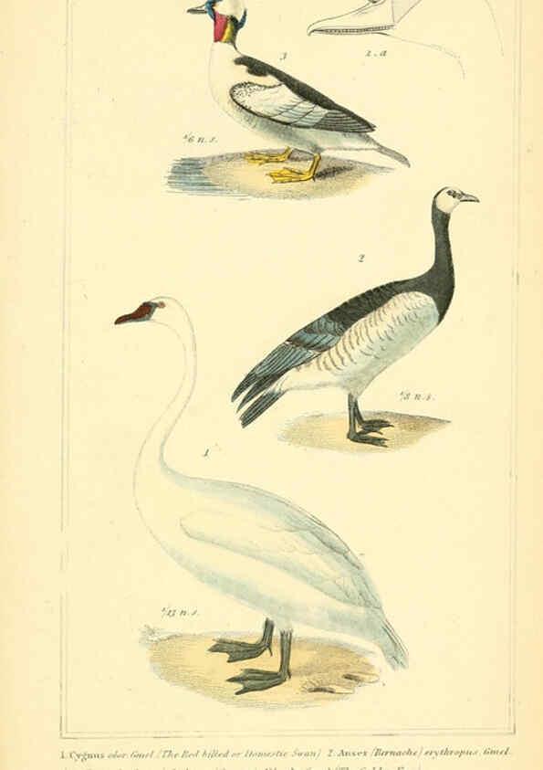 Reproducción/Reproduction 6025644205: The animal kingdom, arranged according to its organization, serving as a foundation for the natural history of animals. v.1 plates. London :G. Henderson,1834-1837