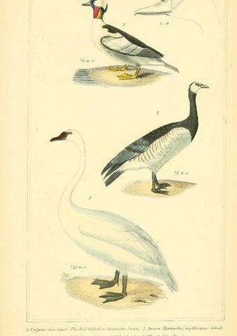 Reproducción/Reproduction 6025644205: The animal kingdom, arranged according to its organization, serving as a foundation for the natural history of animals. v.1 plates. London :G. Henderson,1834-1837